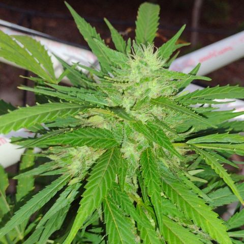 Unknown  growlog timeline photo