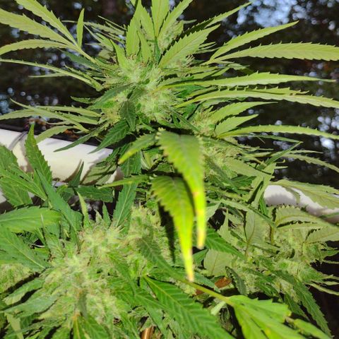 Unknown  growlog timeline photo