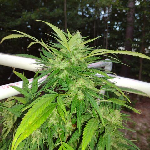 Unknown  growlog timeline photo