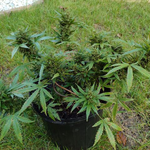 Blue Dream growlog timeline photo