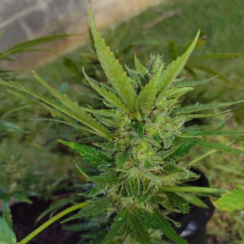 Blue Dream growlog photo: Harvesting in 24hrs