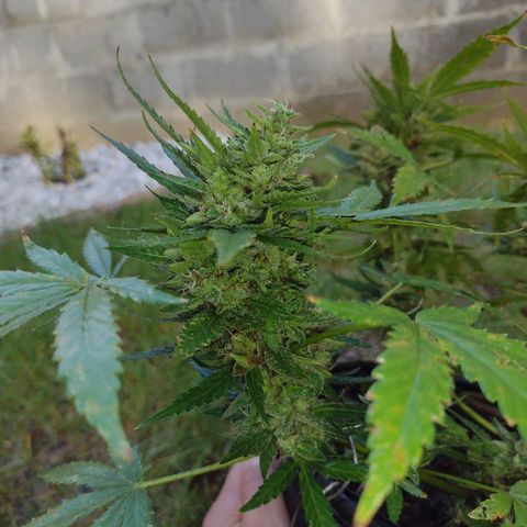 Blue Dream growlog photo: Harvesting in 24hrs
