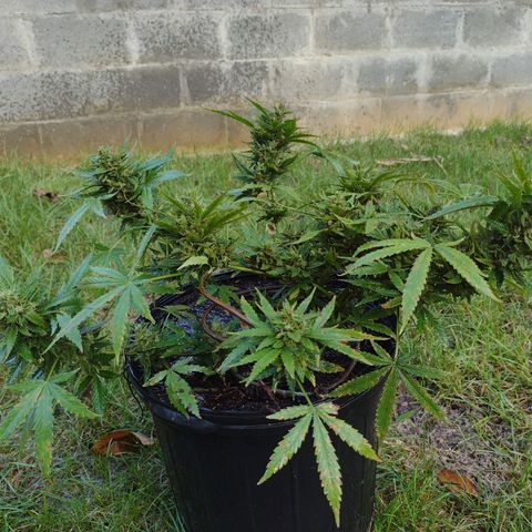 Blue Dream growlog photo: Harvesting in 24hrs