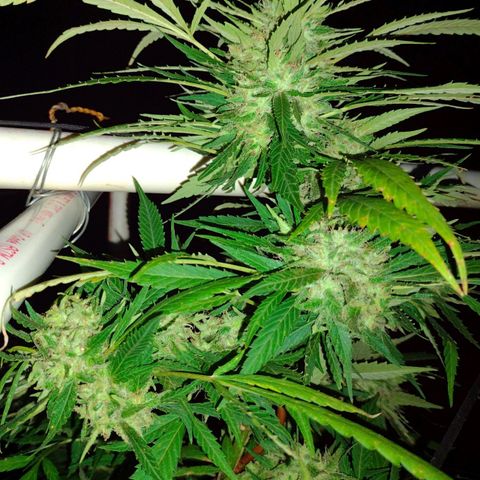 Unknown  growlog timeline photo