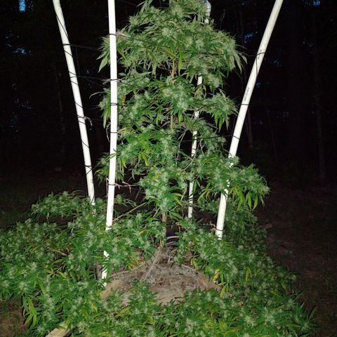 Unknown  growlog timeline photo