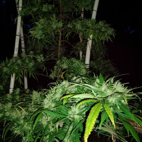 Unknown  growlog timeline photo