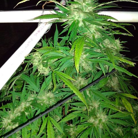 Unknown  growlog timeline photo