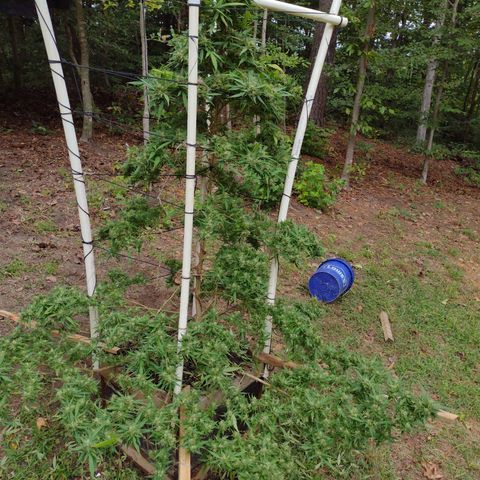 Unknown  growlog photo: 3+ hrs of defoliating. Wet and cloudy past 3 days. Forecast not good next few days. Took off mostly eveything on bottom layers need to open up the top. So far only 3 small flowers on the lowest hanging branch had small pieces mold. 