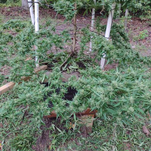 Unknown  growlog photo: 3+ hrs of defoliating. Wet and cloudy past 3 days. Forecast not good next few days. Took off mostly eveything on bottom layers need to open up the top. So far only 3 small flowers on the lowest hanging branch had small pieces mold. 