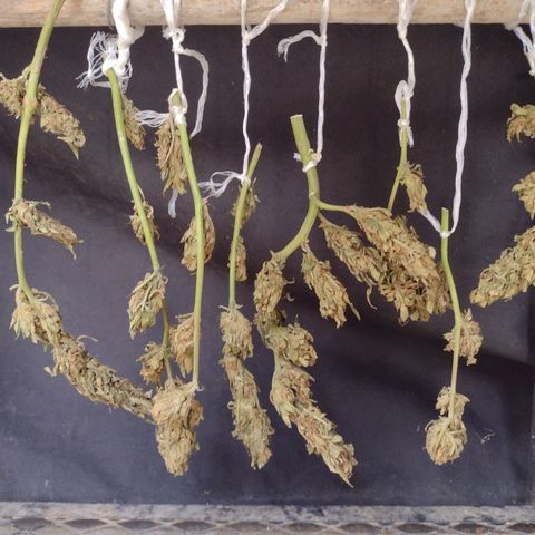 Blue Dream growlog photo: Humidity in the upper 90s. Drying underneath my grill with a fan on. Sprayed with organic anfingual prior to hanging making pretty wet at hanging. No signs of mold. Appearance is already tighter then prior harvest. 