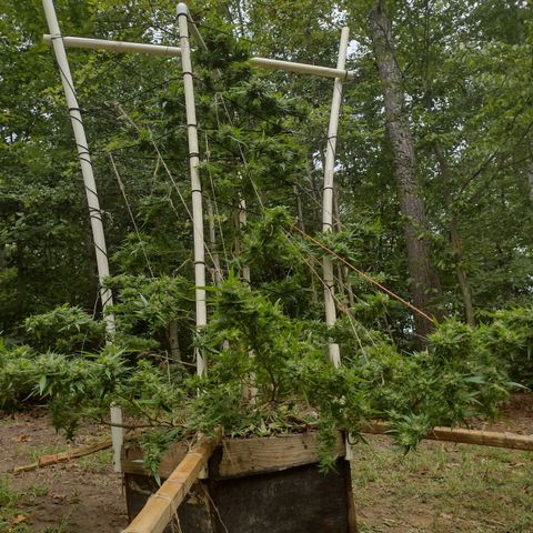 Unknown  growlog photo: Daily checks for mold. Found 2 more small parts at the very bottom branches, flowers affected are tiny. Thinking it's from my lack of attention down there when spraying. Biggest/dense buds show no signs. Close attention to opening up spaces and removing moisture traped. Decided to raise all the hanging branches. Seems mold prefers the lowest canopy. Should help with moisture draining downward. Forecast shows sunny days in 3 days. Holding. 