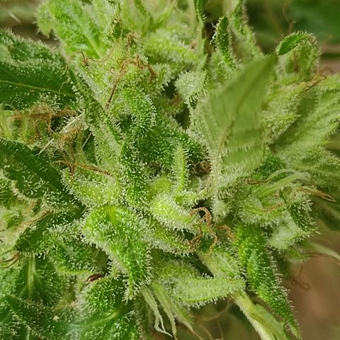 Unknown  growlog photo: Daily checks for mold. Found 2 more small parts at the very bottom branches, flowers affected are tiny. Thinking it's from my lack of attention down there when spraying. Biggest/dense buds show no signs. Close attention to opening up spaces and removing moisture traped. Decided to raise all the hanging branches. Seems mold prefers the lowest canopy. Should help with moisture draining downward. Forecast shows sunny days in 3 days. Holding. 