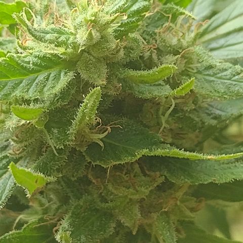 Unknown  growlog photo: Daily checks for mold. Found 2 more small parts at the very bottom branches, flowers affected are tiny. Thinking it's from my lack of attention down there when spraying. Biggest/dense buds show no signs. Close attention to opening up spaces and removing moisture traped. Decided to raise all the hanging branches. Seems mold prefers the lowest canopy. Should help with moisture draining downward. Forecast shows sunny days in 3 days. Holding. 