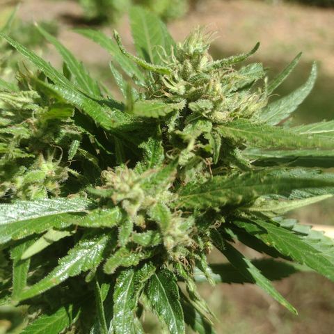 Unknown  growlog photo: Daily checks for mold. Found 2 more small parts at the very bottom branches, flowers affected are tiny. Thinking it's from my lack of attention down there when spraying. Biggest/dense buds show no signs. Close attention to opening up spaces and removing moisture traped. Decided to raise all the hanging branches. Seems mold prefers the lowest canopy. Should help with moisture draining downward. Forecast shows sunny days in 3 days. Holding. 