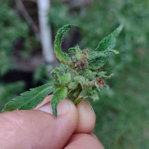 Unknown  growlog photo: More another wet cloudy day. 