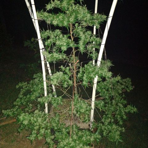Unknown  growlog photo: Early Xmas Tree