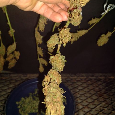 Blue Dream growlog timeline photo