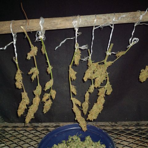 Blue Dream growlog timeline photo