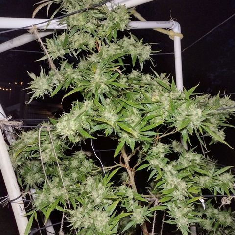 Unknown  growlog photo: Her last photoshoot. Harvest night. 