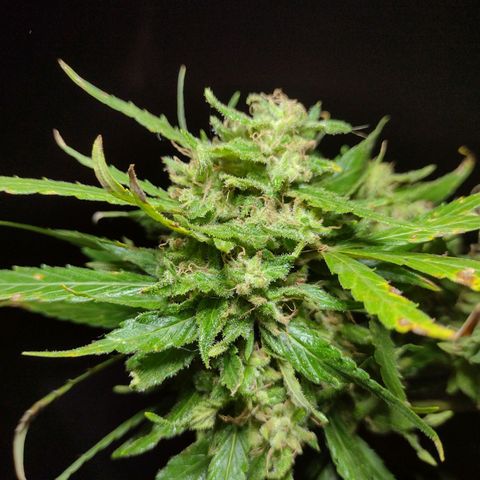 Unknown  growlog photo: Her last photoshoot. Harvest night. 
