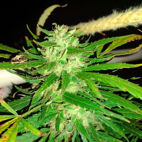 Unknown  growlog photo: Her last photoshoot. Harvest night. 