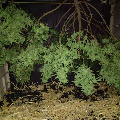 Unknown  growlog photo: Charcoal and straw base for moisture obsorbtion. Can add or remove if needed. Fan on low setting. Enclosed structure in shade and covered loosely with large tarp.  