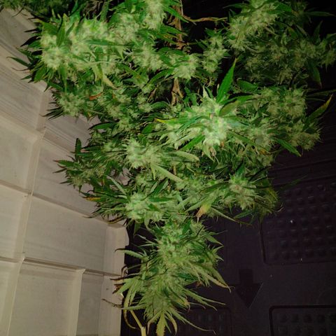 Unknown  growlog photo: Charcoal and straw base for moisture obsorbtion. Can add or remove if needed. Fan on low setting. Enclosed structure in shade and covered loosely with large tarp.  