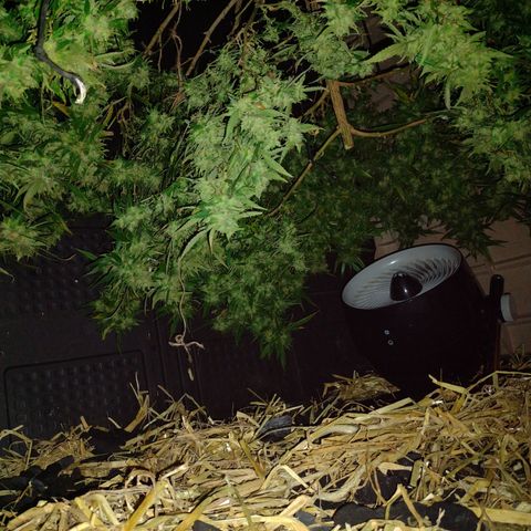 Unknown  growlog photo: Charcoal and straw base for moisture obsorbtion. Can add or remove if needed. Fan on low setting. Enclosed structure in shade and covered loosely with large tarp.  