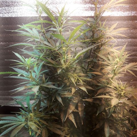 Rasta 01 growlog photo: 17 lineas