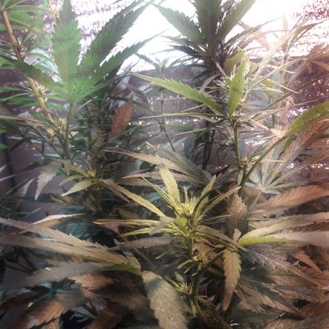 Rasta 01 growlog photo: 17 lineas