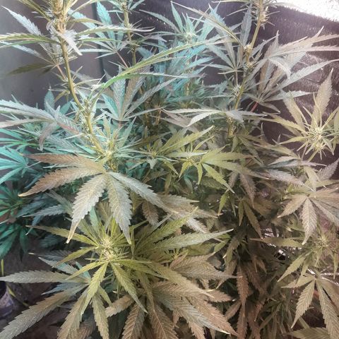 Rasta 01 growlog photo: 18 lineas