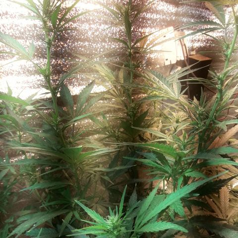 Rasta 01 growlog photo: 18 lineas