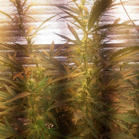 Rasta 01 growlog photo: 20 lineas