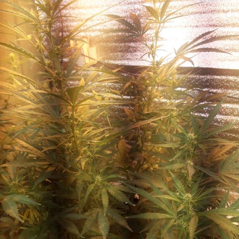 Rasta 01 growlog photo: 20 lineas