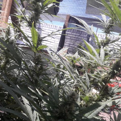 Rasta 01 growlog timeline photo