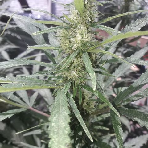 Rasta 01 growlog timeline photo