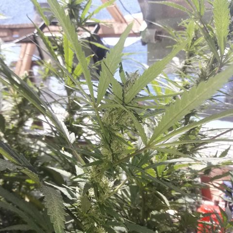 Rasta 01 growlog timeline photo
