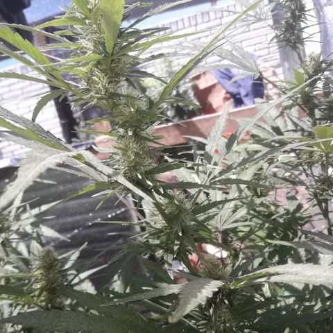 Rasta 01 growlog timeline photo