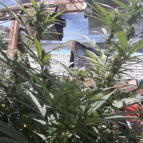 Rasta 01 growlog timeline photo