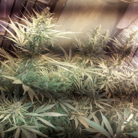 Rasta 01 growlog timeline photo