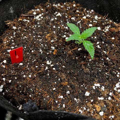 Pineapple Express auto  growlog photo: Watered today and numbered 1. All star 2. Sprouted late but took off 3. Has been growing the slowest? Rotated it under the light and it has perked up