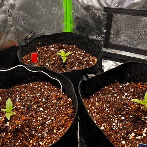 Pineapple Express auto  growlog photo: Watered today and numbered 1. All star 2. Sprouted late but took off 3. Has been growing the slowest? Rotated it under the light and it has perked up