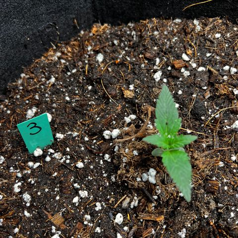 Pineapple Express auto  growlog photo: Watered today and numbered 1. All star 2. Sprouted late but took off 3. Has been growing the slowest? Rotated it under the light and it has perked up