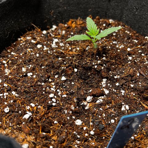Pineapple Express auto  growlog photo: Watered today and numbered 1. All star 2. Sprouted late but took off 3. Has been growing the slowest? Rotated it under the light and it has perked up