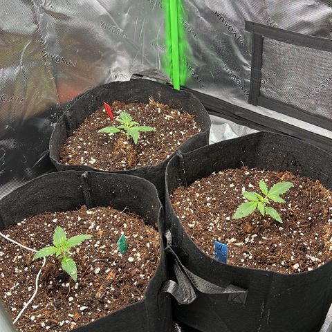 Pineapple Express auto  growlog photo: Watered and raised the light, turned light up to 75%