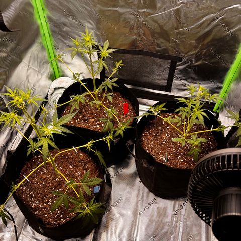 Pineapple Express auto  growlog timeline photo
