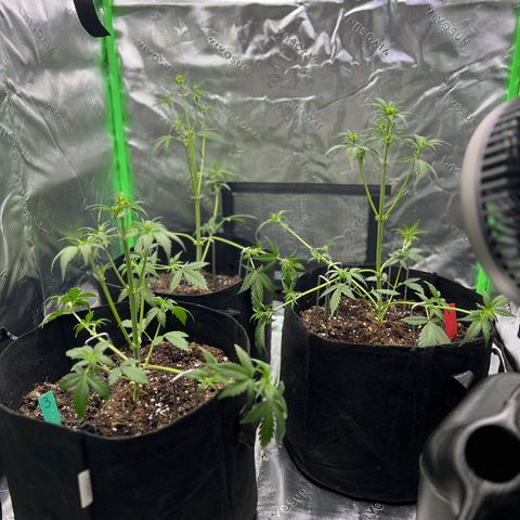 Pineapple Express auto  growlog timeline photo