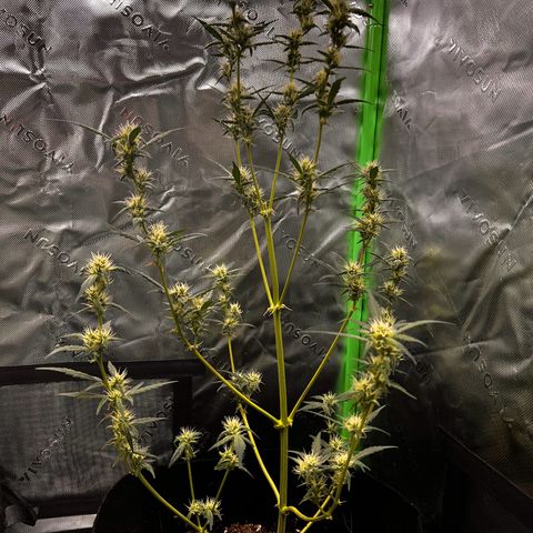 Pineapple Express auto  growlog timeline photo