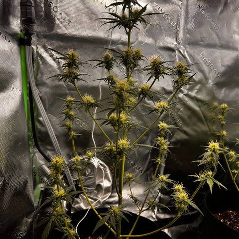 Pineapple Express auto  growlog timeline photo