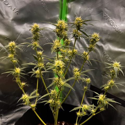 Pineapple Express auto  growlog timeline photo